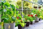 vegetaliser-une-terrasse